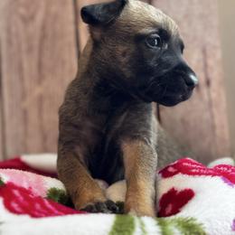 Violet - Fawn female xDutch Shepherd puppy in Clarksville, Tennessee from Vuurhart Herders