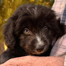 Scout - Black and white female Aussiedoodle puppy in Vacaville, California from Starlight Goldendoodles