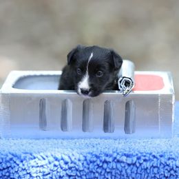 Barracuda - Black Border Collie puppy in South Carolina from Blackbird Kennels
