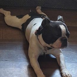 Murphy - Boston Terrier