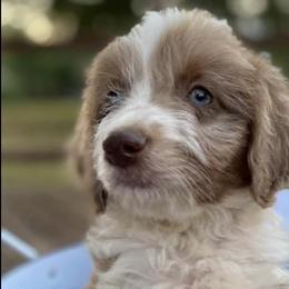 Aussiedoodles and Miniature Australian Shepherds from Buffalo River Puppies