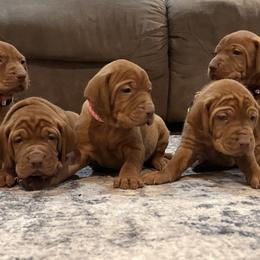 Vizsla Puppies from CBJ Vizslas