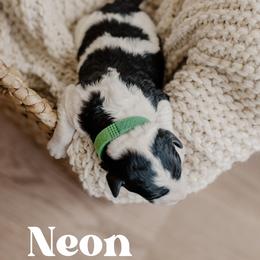 Neon - Black and white male Sheepadoodle puppy in Patterson, California from Dooling Doodles