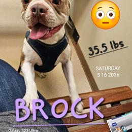 Brock - Lilac male Boston Terrier puppy in Versailles, Indiana from Benhams Bostons