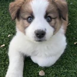 AKC CHAMPION BLOODLINE-  LATTE - Sable male Border Collie puppy in Conroe, Texas from Aloha Border Collies- AKC Champion Bloodline