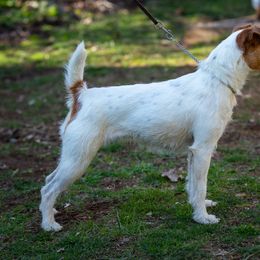 Jack Russell Terriers from Dragonfly Kennels