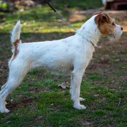Jack Russell Terriers from Dragonfly Kennels