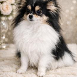Georgia - Pomeranian