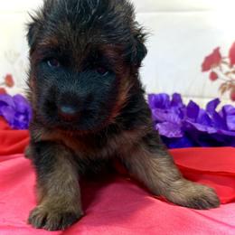 SAMSON - Black and red male German Shepherd puppy in Yorkville, Illinois from Vom Archbold Haus World Class German Shepherds