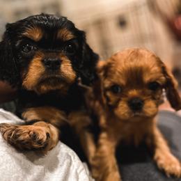 Cavalier King Charles Spaniel Puppies from Heaven Sent Cavaliers
