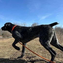 Duke - German Shorthaired Pointer