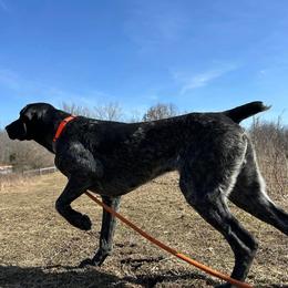 Duke - German Shorthaired Pointer