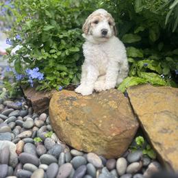 Goldendoodle Puppies from Southeast Texas doodles