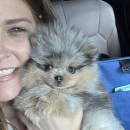 French Bulldogs and Pomeranians from SW Frenchies