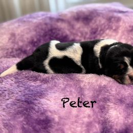 Peter - Black brown and white male Basset Hound puppy in Richmond, Kentucky from Walters Hollow Hounds