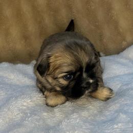 Rudy - Brindle male Shih Tzu puppy in Reading, Michigan from You Little Shih-tzu’s 😊