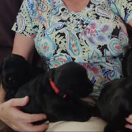Giant Schnauzer Puppies from Giant Strides Giants