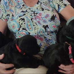 Giant Schnauzer Puppies from Giant Strides Giants
