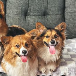 Pembroke Welsh Corgis from Han Dynasty Corgis