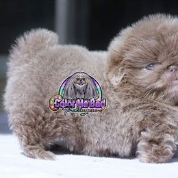Pekingese Puppies from Color Me Bad Pekingese