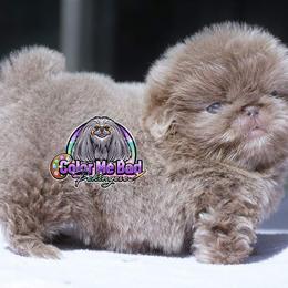 Pekingese Puppies from Color Me Bad Pekingese