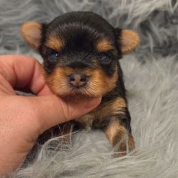LORY - Black and tan female Yorkshire Terrier puppy in Battle Ground, Washington from Joyful Yorkies