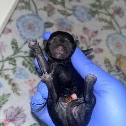 Roo Roo - Black female Yorkipoo puppy in Gastonia, North Carolina from Banks Dynasty Kennel