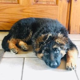 German Shepherd Puppies from T Double B LLC