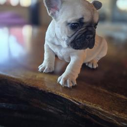 Boy 2 - Fawn male French Bulldog puppy in Crane, Missouri from James River French Bulldogs