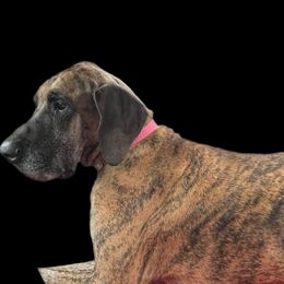 Olivia - Great Dane