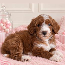 Pez - Red  female Goldendoodle puppy in Yuciapa, California from AlltheDoodlez_
