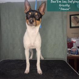 Bee'Em Sea Defying Gravity (Deuce) - White black and tan male Toy Fox Terrier puppy in Conway, South Carolina from Bee'Em Sea Kennel