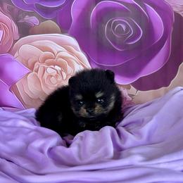 Lexie - Black and tan female Pomeranian puppy in Lyons, Georgia from Its a Poms Life Kennel