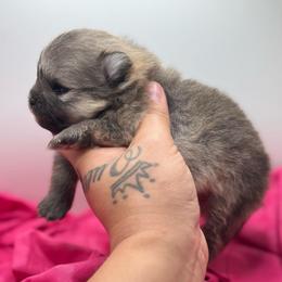 Lulu - Orange sable female Pomeranian puppy in Santa Ana,Ontario, California from Uniquepombabies