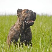 Badger (blue collar) - Tiger Perro de Presa Canario puppy in Defiance, Missouri from Wounded Bear Presa Canario