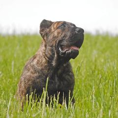 Badger (blue collar) - Tiger Perro de Presa Canario puppy in Defiance, Missouri from Wounded Bear Presa Canario