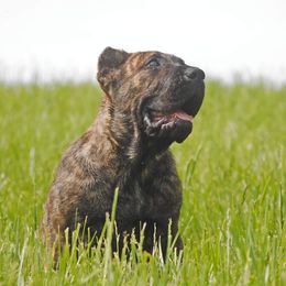 Badger (blue collar) - Tiger Perro de Presa Canario puppy in Defiance, Missouri from Wounded Bear Presa Canario