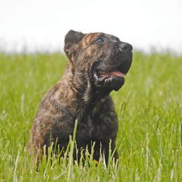 Badger (blue collar) - Tiger Perro de Presa Canario puppy in Defiance, Missouri from Wounded Bear Presa Canario