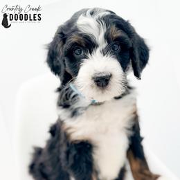 ARCHER - Tri-color male Bernedoodle puppy in Tipton, Indiana from Country Creek Doodles