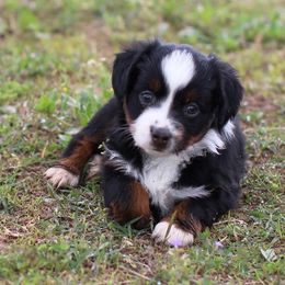 Miniature Australian Shepherd and Toy Australian Shepherd Puppies from Fireside Toy & Mini Aussies