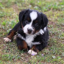 Miniature Australian Shepherd and Toy Australian Shepherd Puppies from Fireside Toy & Mini Aussies