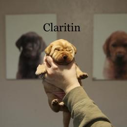 Claritin - Yellow female Labrador Retriever puppy in South Lyon, Michigan from Matoskah Meadows Labradors