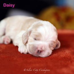 Daisy - Red and white female Cockapoo puppy in Canastota, New York from Silver City Cockapoos