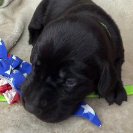 Chief - Black male Labrador Retriever puppy in Grants Pass, Oregon from KnR Antler Dogs ~ Labrador Retrievers & Corgis