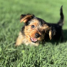 Yorkshire Terriers from Yorkie Love