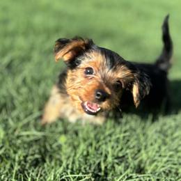 Yorkshire Terriers from Yorkie Love