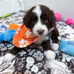 Snowflake - male Australian Mountain Doodle puppy in Claremont, North Carolina from Magnolia Grove Farms