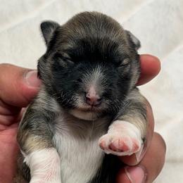 Arpeggio - Salt and pepper male Miniature Schnauzer puppy in Menifee, California from Moonshine’s Minis