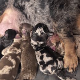 Dachshund Puppies from Northern Doxie