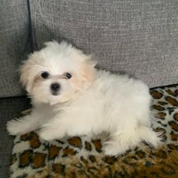 Maltese Puppies from TCBs Glowing Maltese